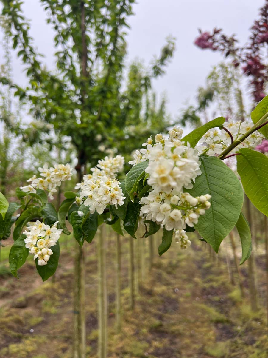 Prunus padus 'Tiefurt' op stam bloesem