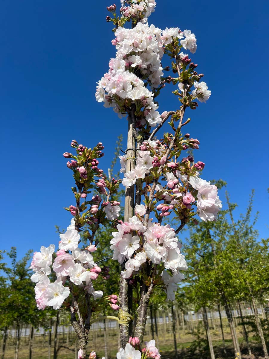 Prunus serrulata 'Amanogawa' solitair bloesem