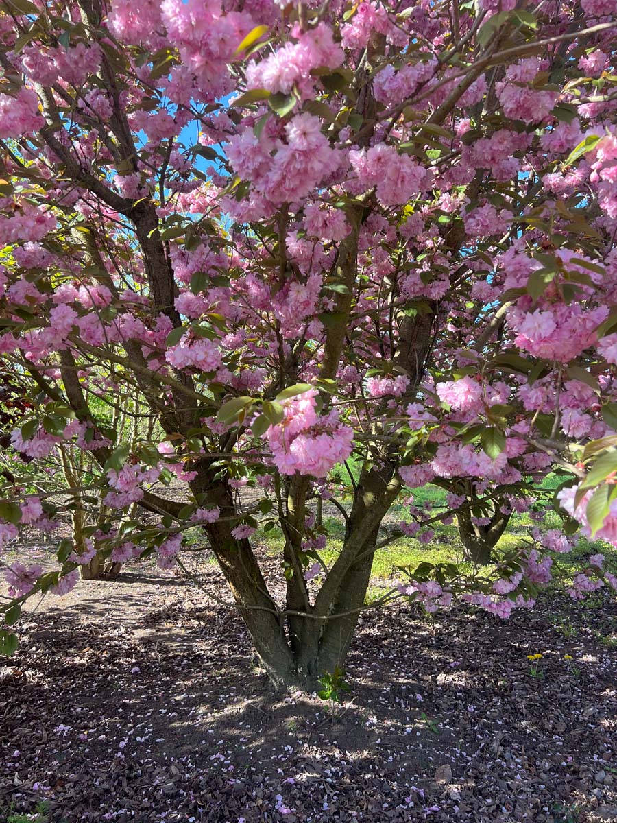 Prunus serrulata 'Kanzan' haagplant bloem