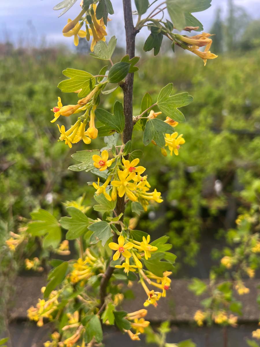 Ribes odoratum haagplant bloesem