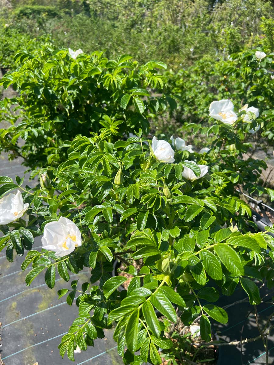 Rosa rugosa 'Alba' meerstammig / struik bloemen