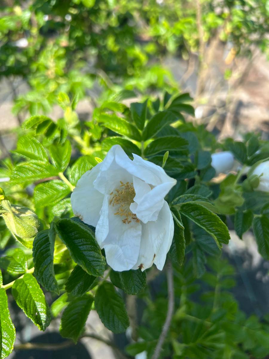 Rosa rugosa 'Alba' haagplant bloem