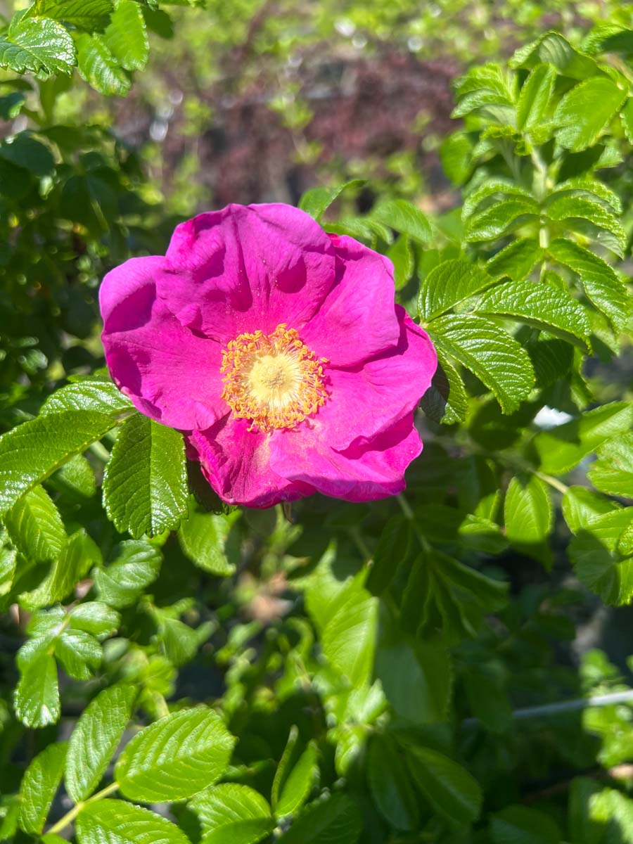 Rosa rugosa 'Rubra' meerstammig / struik bloem