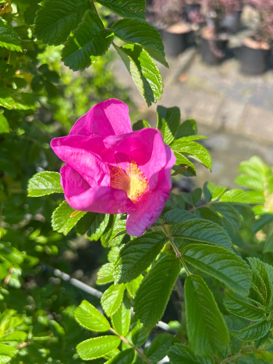 Rosa rugosa 'Rubra' haagplant bloem