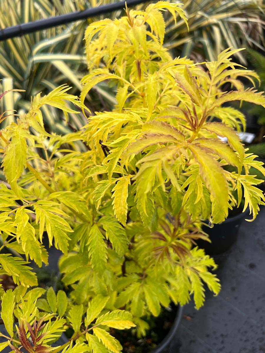 Sambucus racemosa 'Plumosa Aurea' Tuinplanten blad