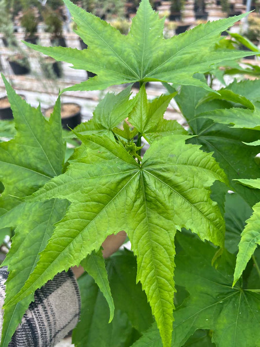 Sida hermaphrodita Tuinplanten blad