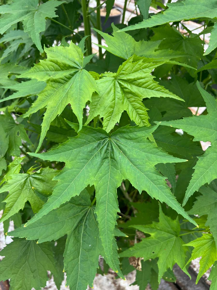 Sida hermaphrodita Tuinplanten blad