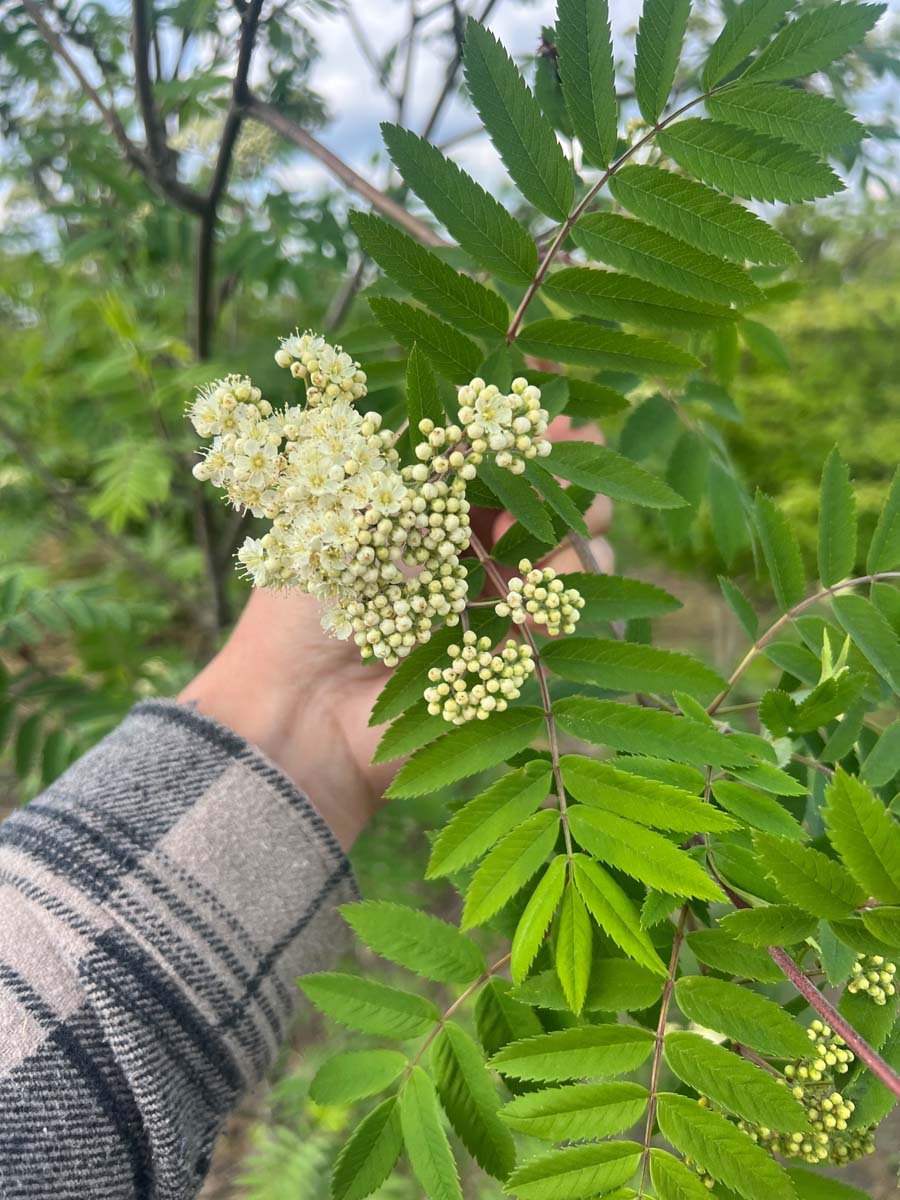 Sorbus aucuparia op stam bloem