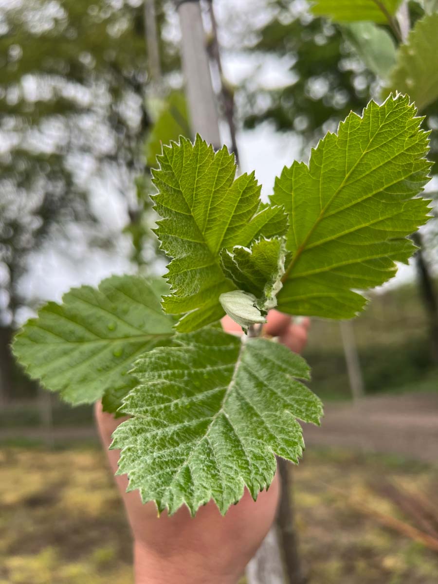 Sorbus intermedia 'Brouwers' op stam blad