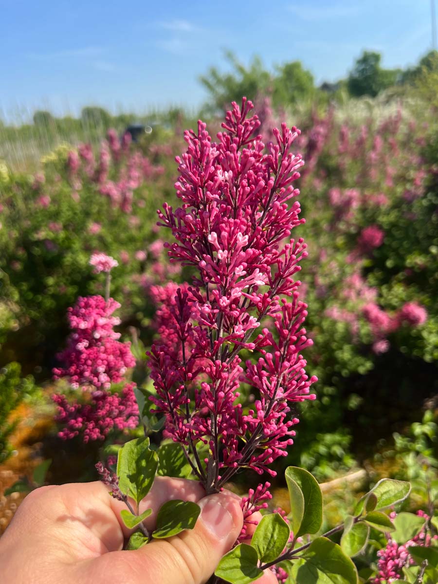 Syringa 'Bailbelle' meerstammig / struik bloem