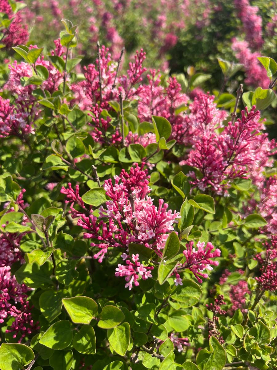 Syringa 'Bailbelle' meerstammig / struik bloem
