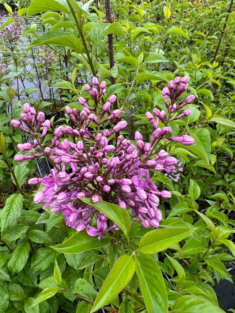 Syringa chinensis 'Saugeana' meerstammig / struik bloem