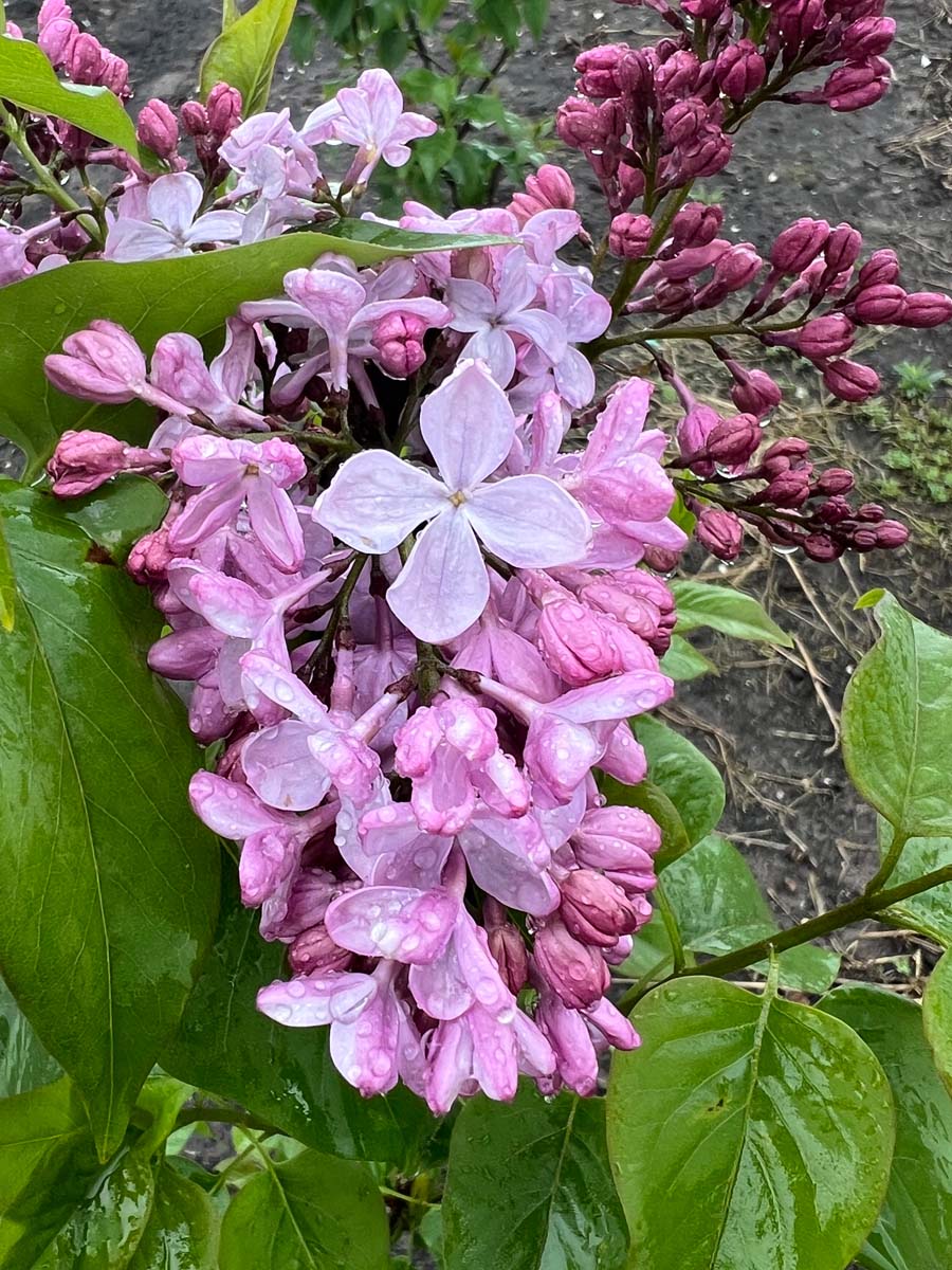 Syringa hyacinthiflora 'Esther Staley' op stam bloem