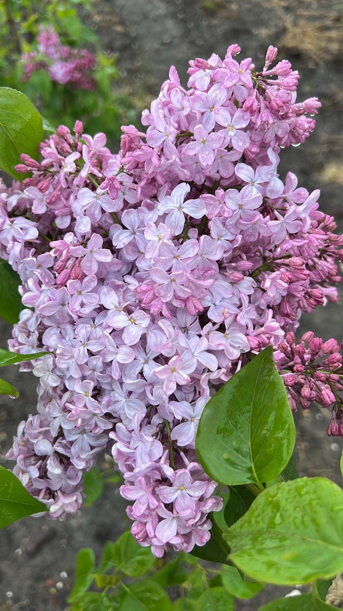 Syringa hyacinthiflora 'Esther Staley' op stam bloesem
