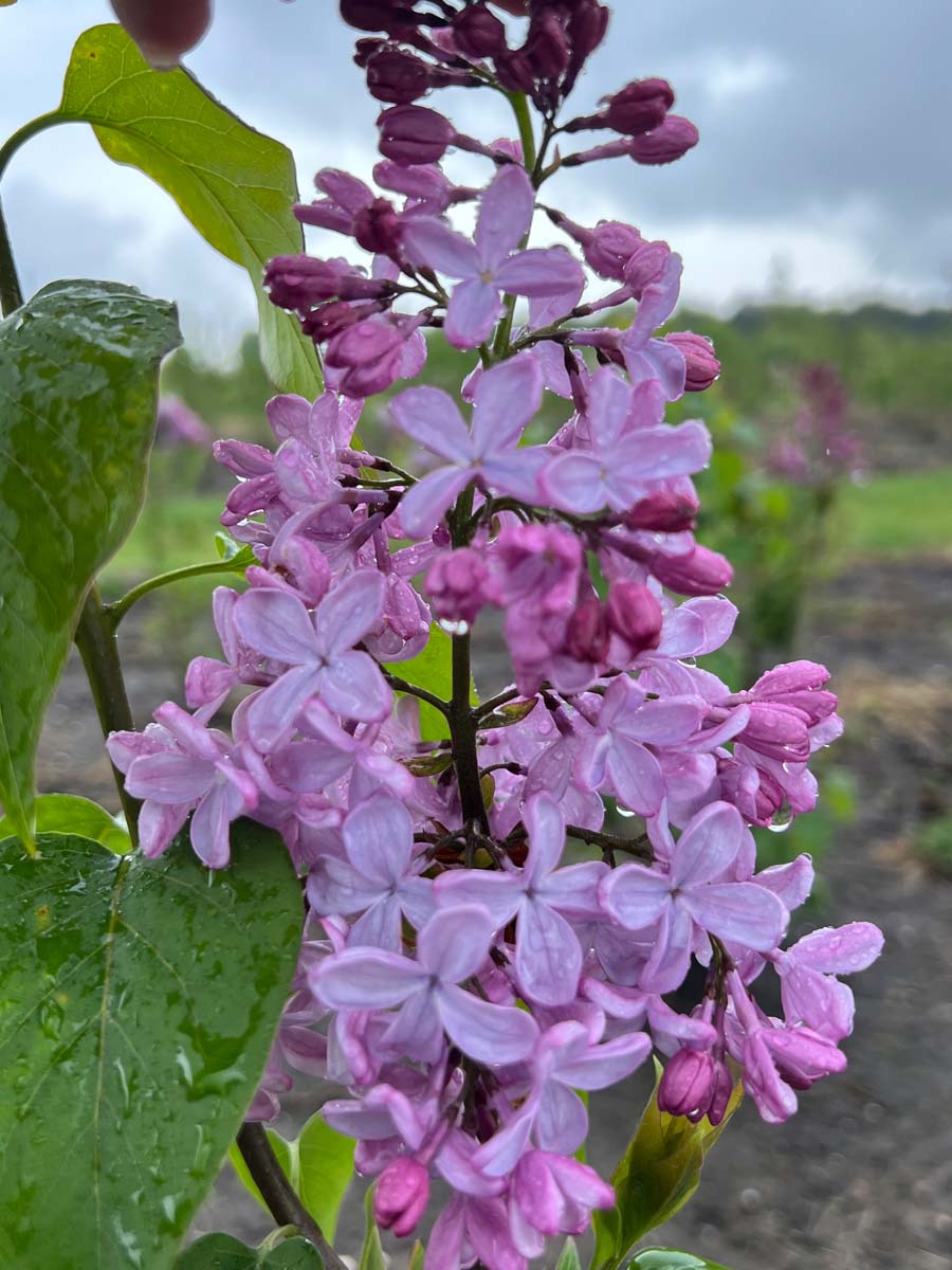 Syringa hyacinthiflora 'Esther Staley' Tuinplanten bloesem