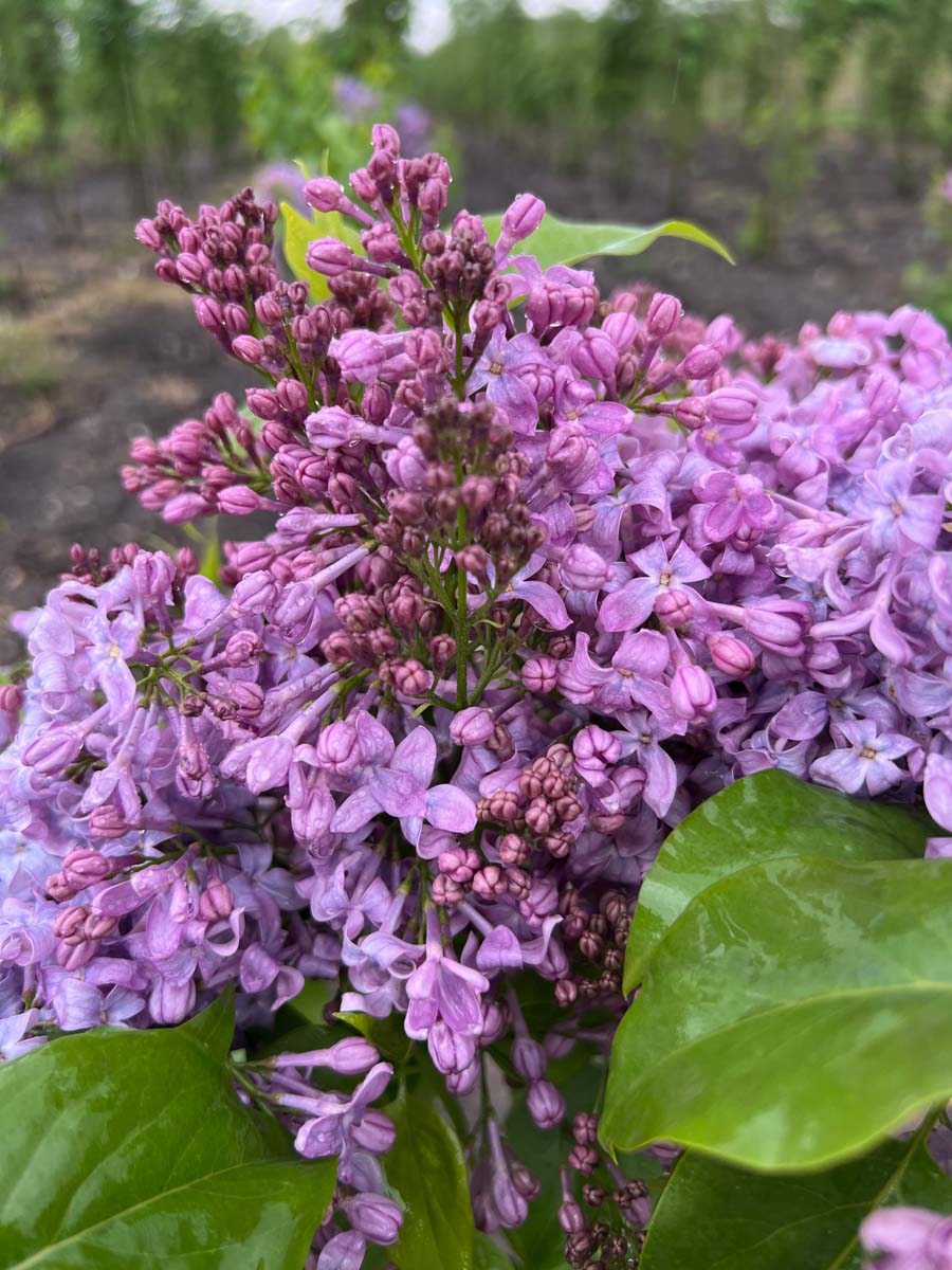 Syringa hyacinthiflora 'Lavender Lady' Tuinplanten bloem