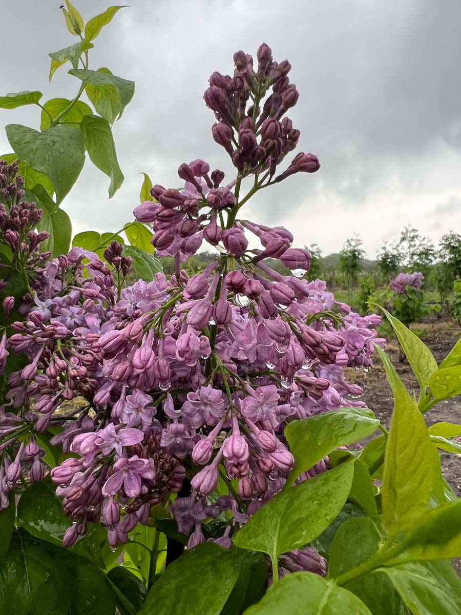 Syringa hyacinthiflora 'Lavender Lady' Tuinplanten bloem