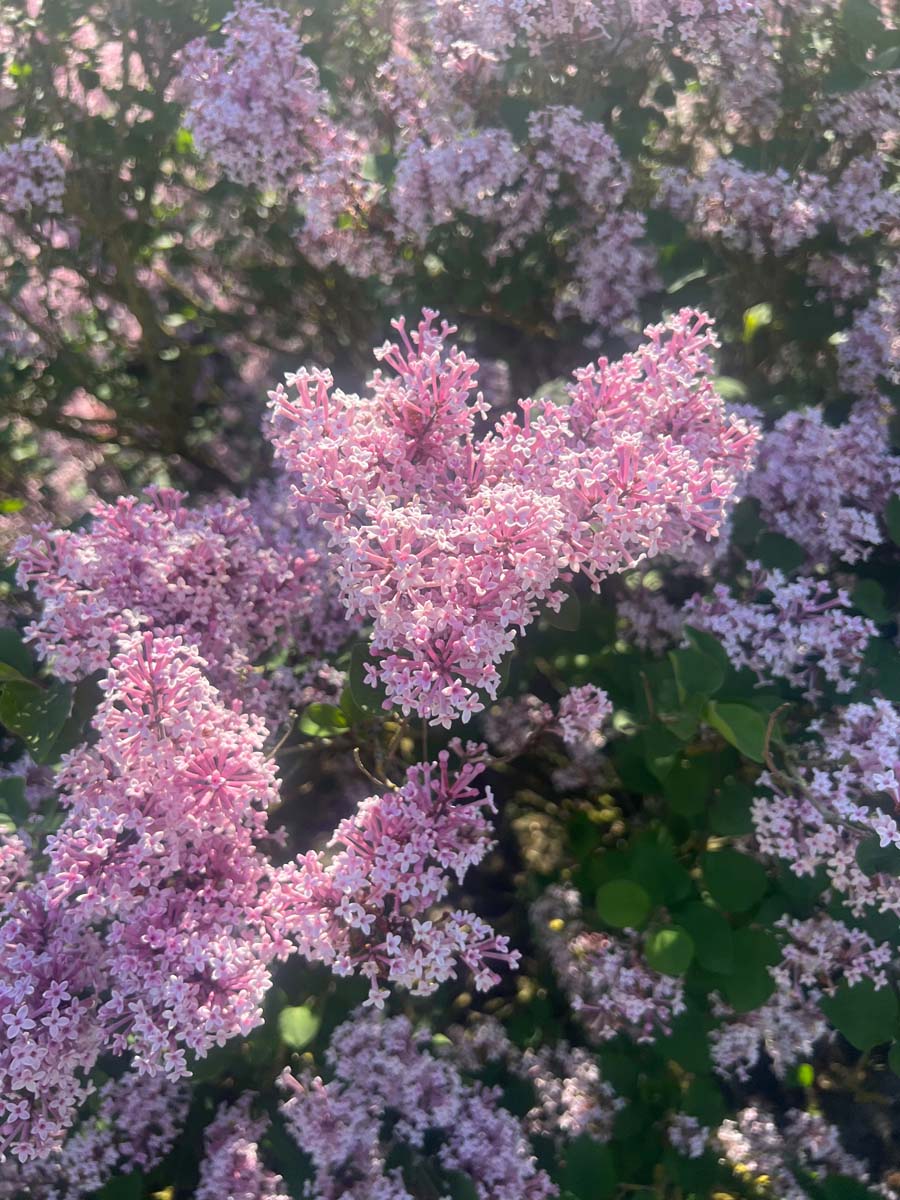 Syringa 'Josée' bloesem