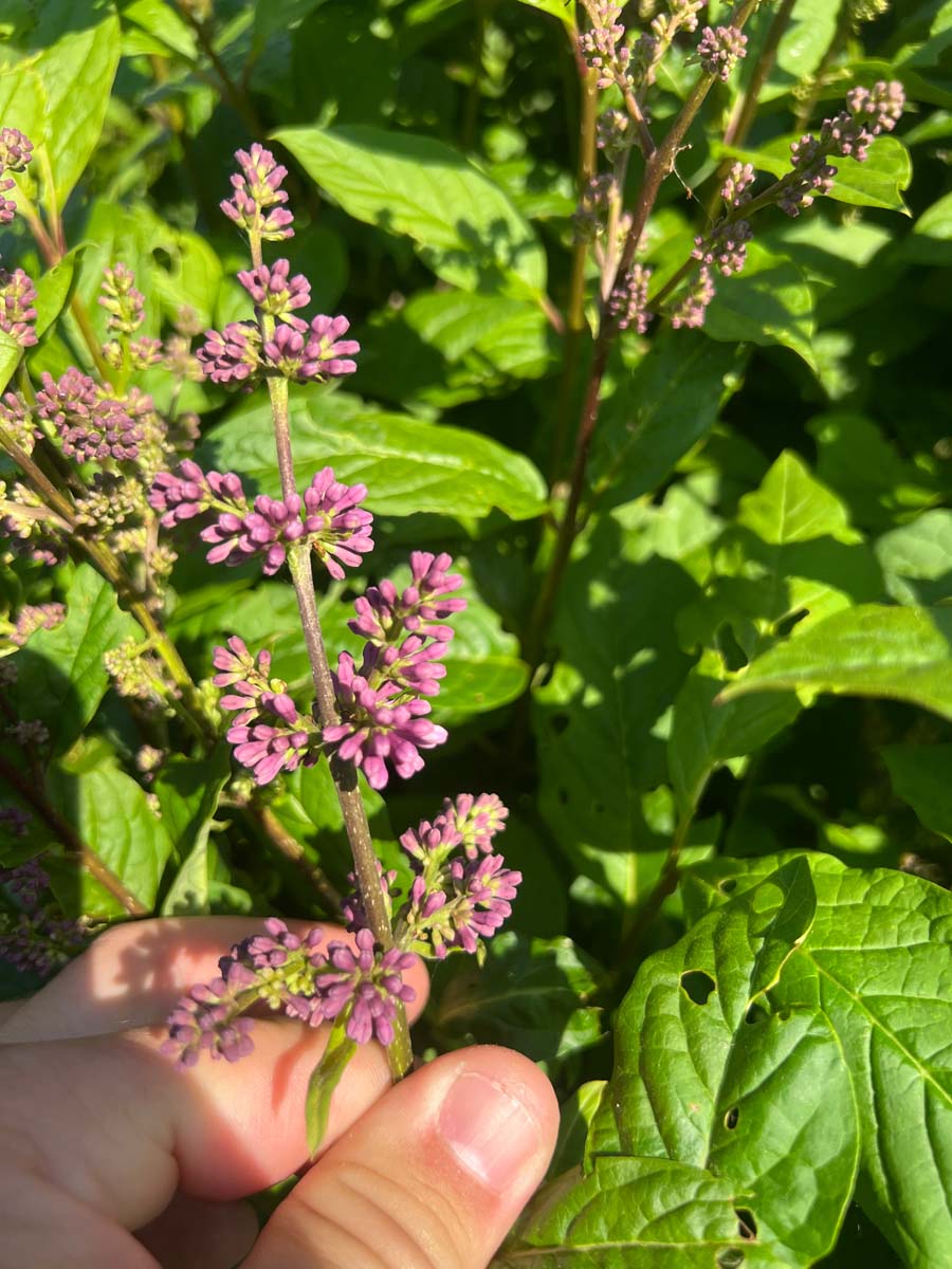 Syringa (V) 'Minuet' meerstammig / struik bloem