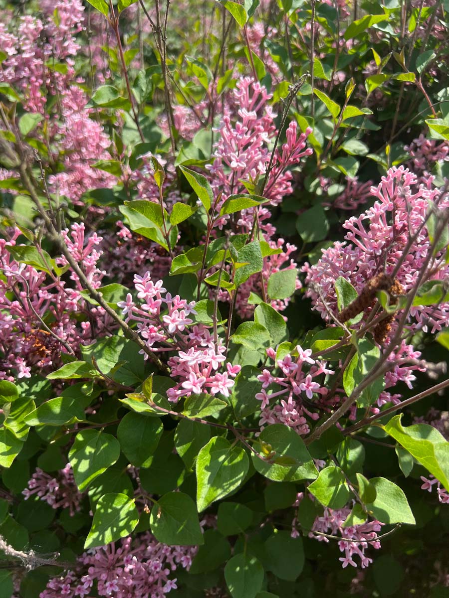 Syringa 'Pink Perfume' meerstammig / struik bloesem