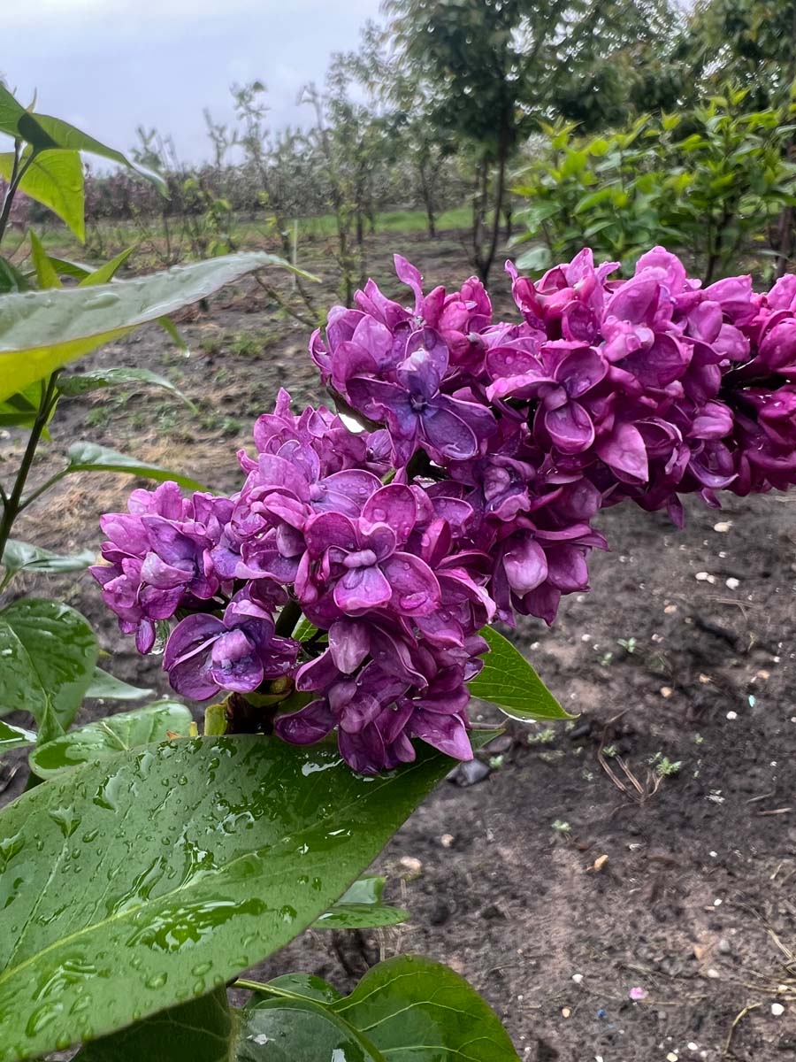 Syringa vulgaris 'Charles Joly' op stam bloem