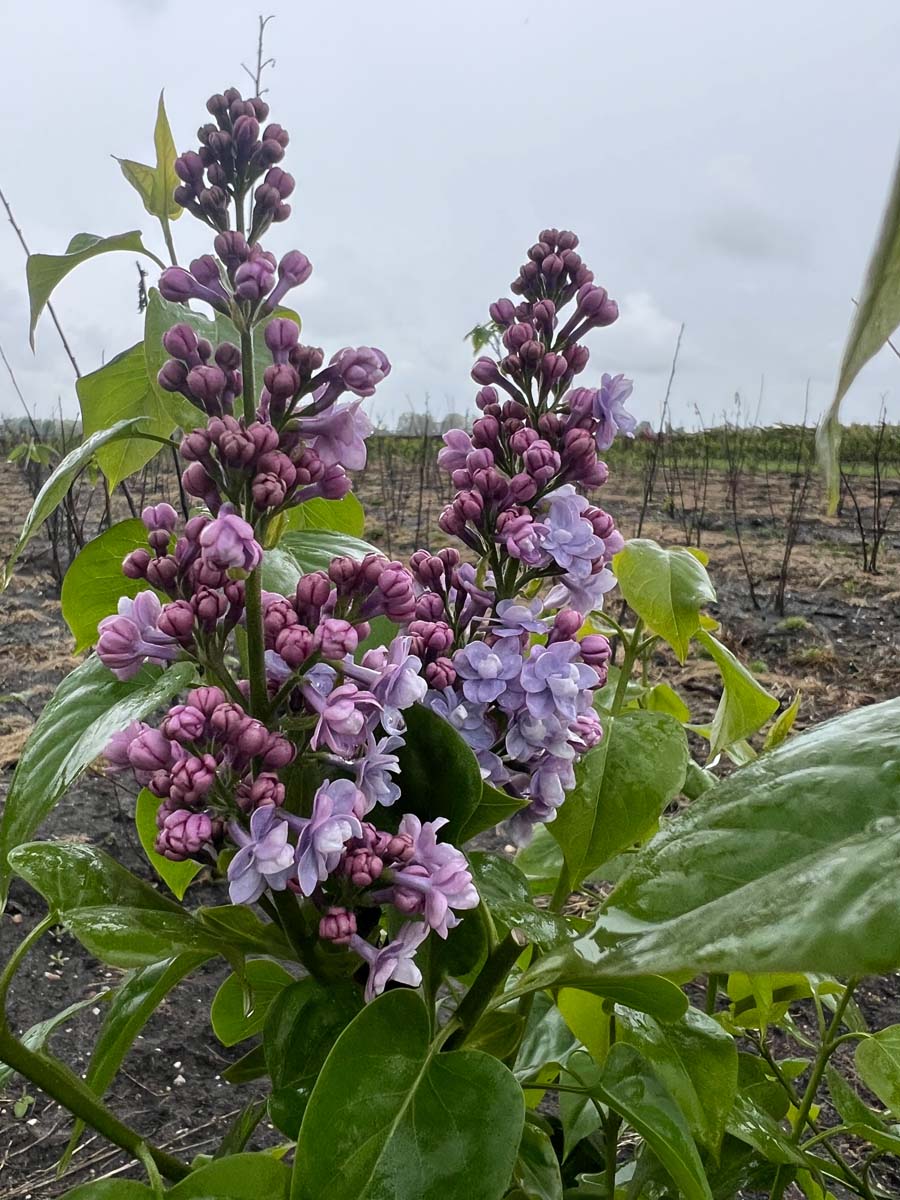 Syringa vulgaris 'Michel Buchner' meerstammig / struik bloem
