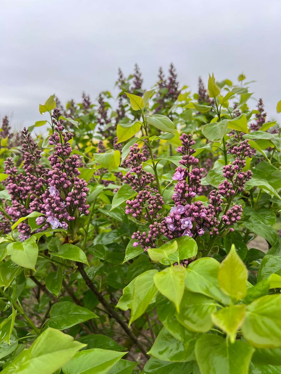 Syringa vulgaris 'Michel Buchner' solitair bloesem