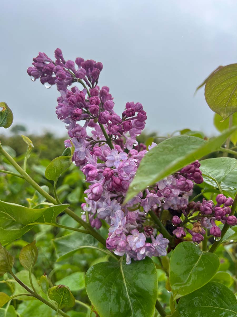 Syringa vulgaris 'Mme Antoine Buchner' solitair bloem
