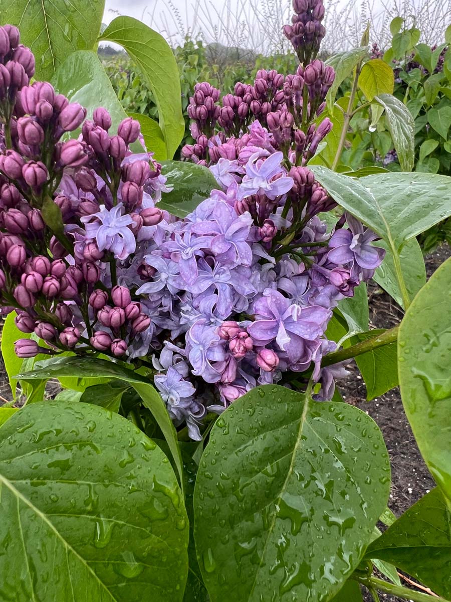 Syringa vulgaris 'Nadezhda' meerstammig / struik bloem