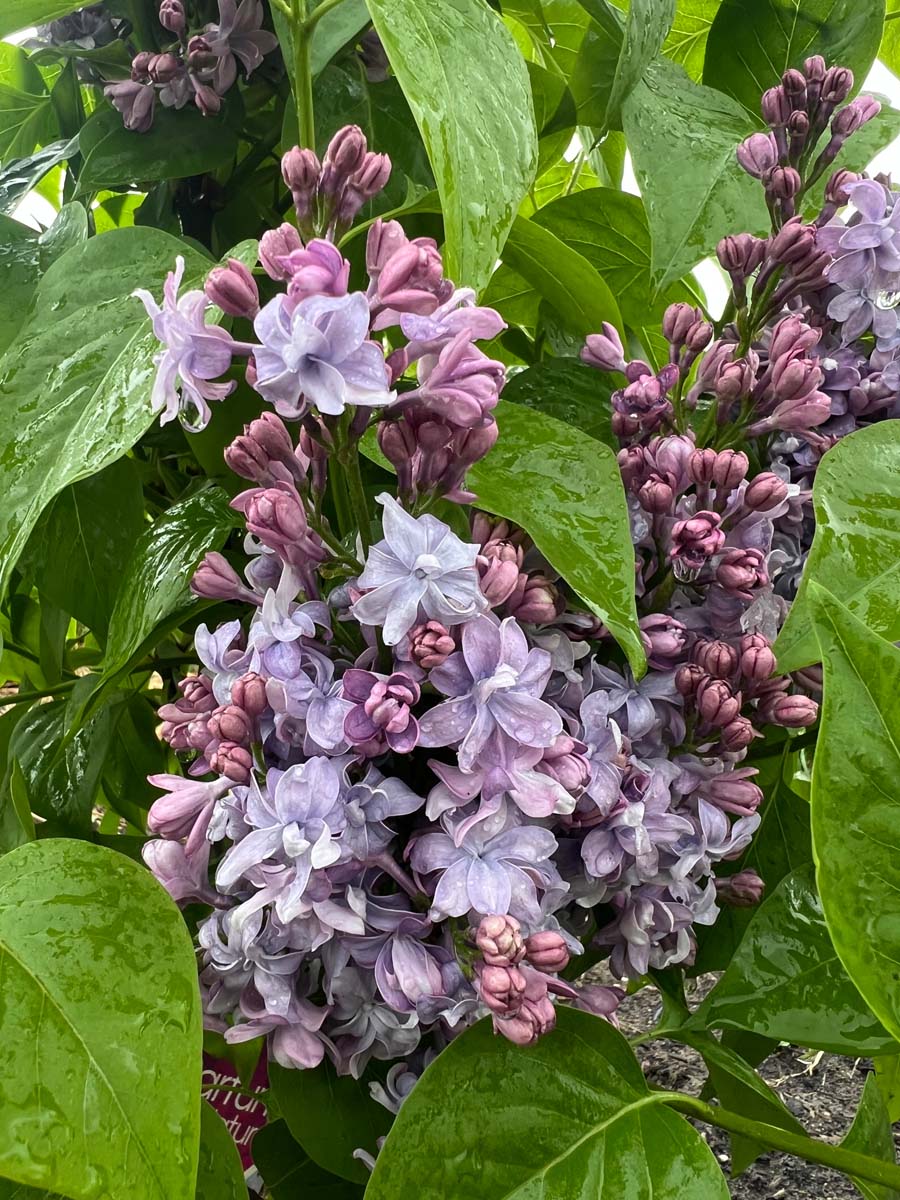Syringa vulgaris 'Nadezhda' Tuinplanten bloem