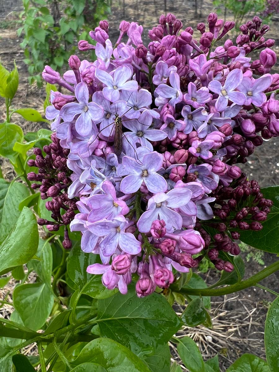 Syringa vulgaris 'Paul Deschanel' meerstammig / struik bloem