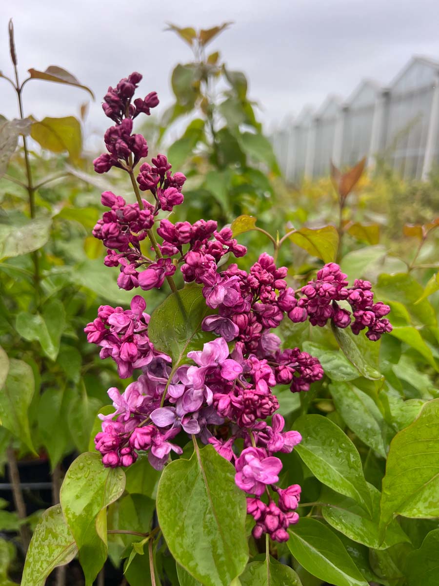 Syringa vulgaris 'Prince Wolkonsky' Tuinplanten bloem
