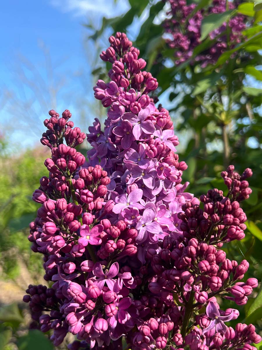 Syringa vulgaris 'Ruhm von Horstenstein' meerstammig / struik bloem