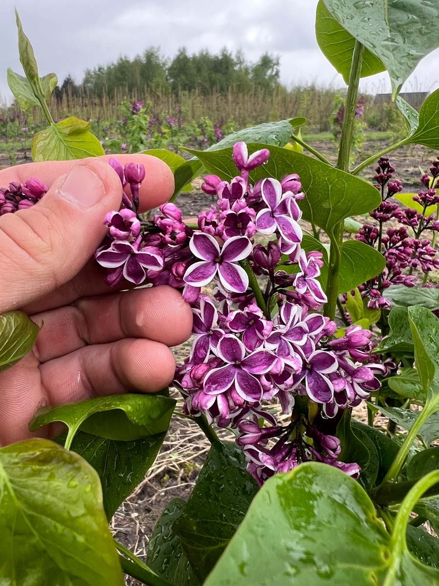Syringa vulgaris 'Sensation' op stam bloem