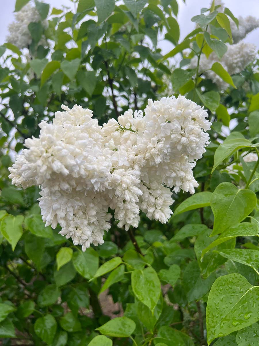 Syringa vulgaris 'Souvenir d'Alice Harding' op stam bloem