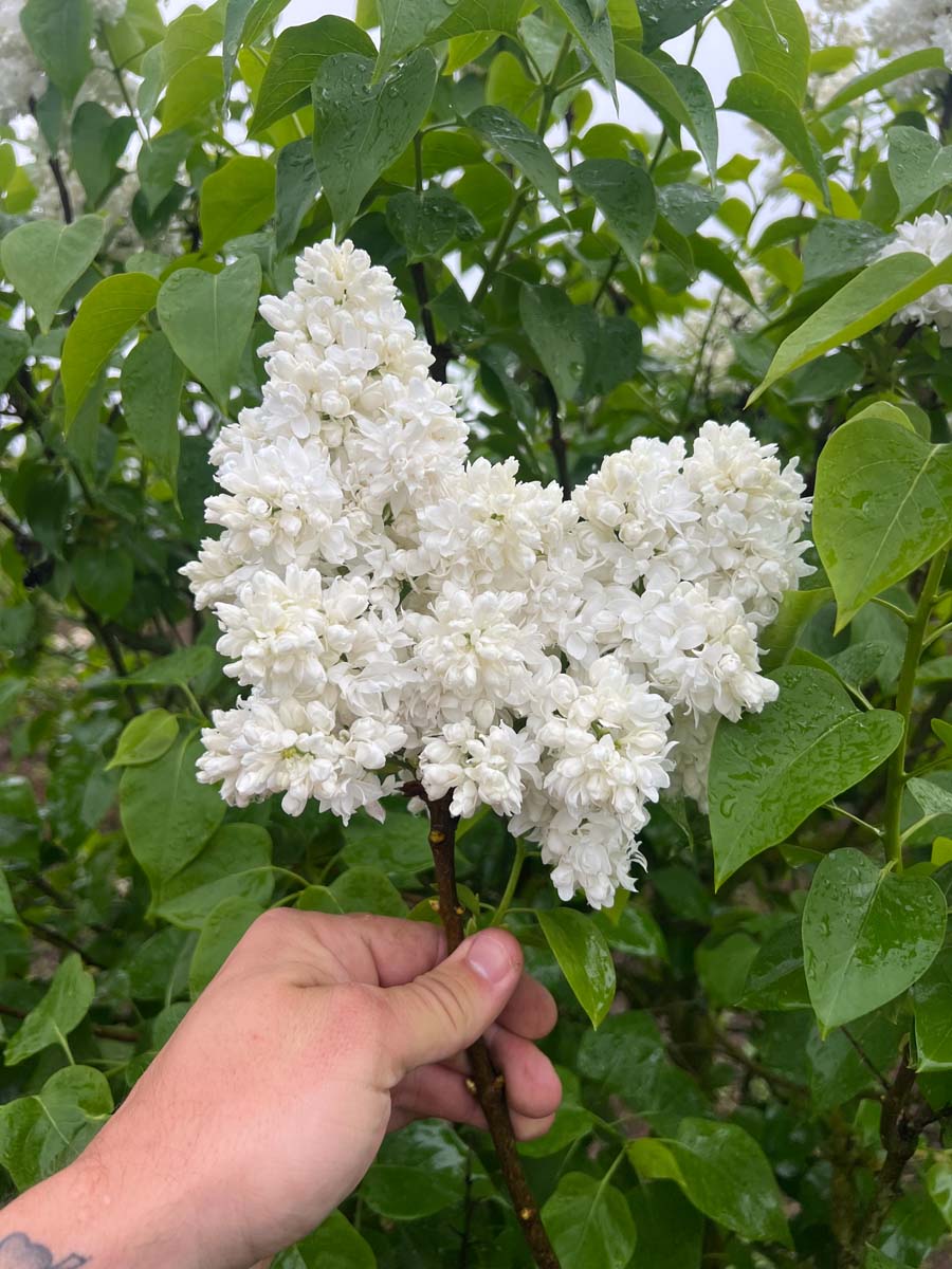 Syringa vulgaris 'Souvenir d'Alice Harding' op stam bloem