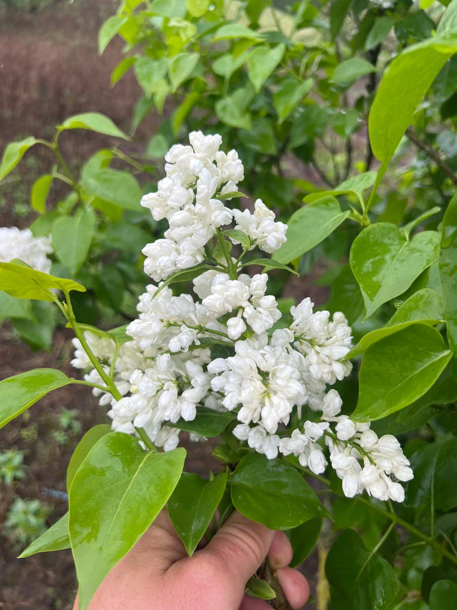 Syringa vulgaris 'Souvenir d'Alice Harding' op stam bloem