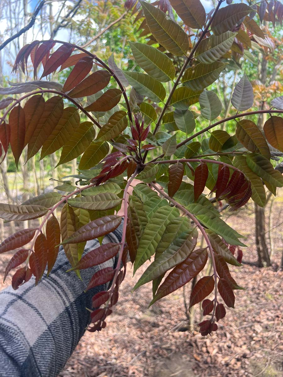 Toona sinensis op stam blad