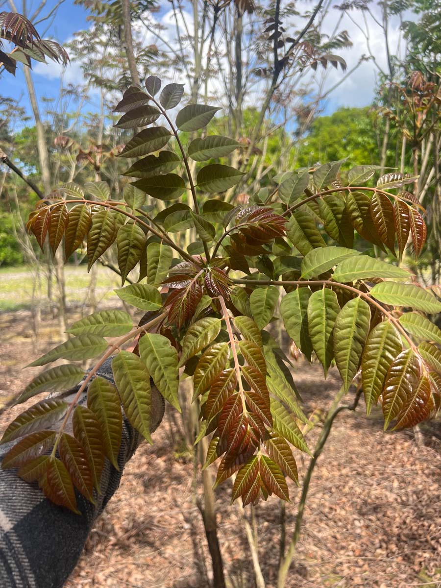 Toona sinensis op stam blad