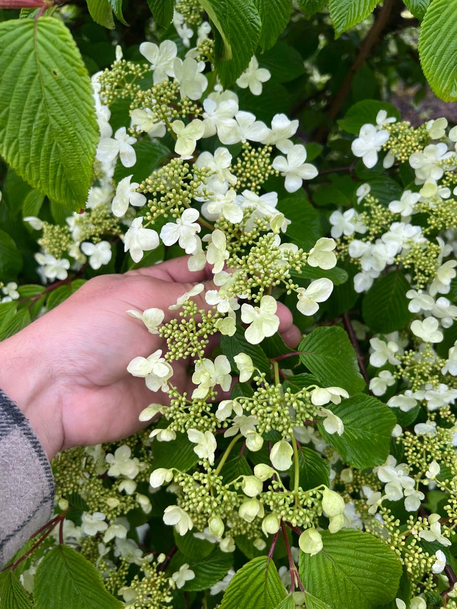 Viburnum plicatum meerstammig / struik bloem