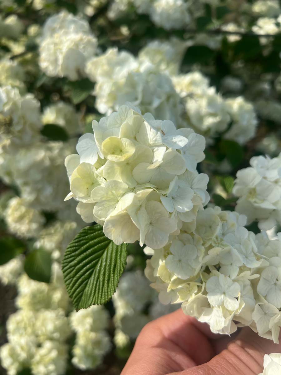 Viburnum plicatum 'Grandiflorum' meerstammig / struik bloem