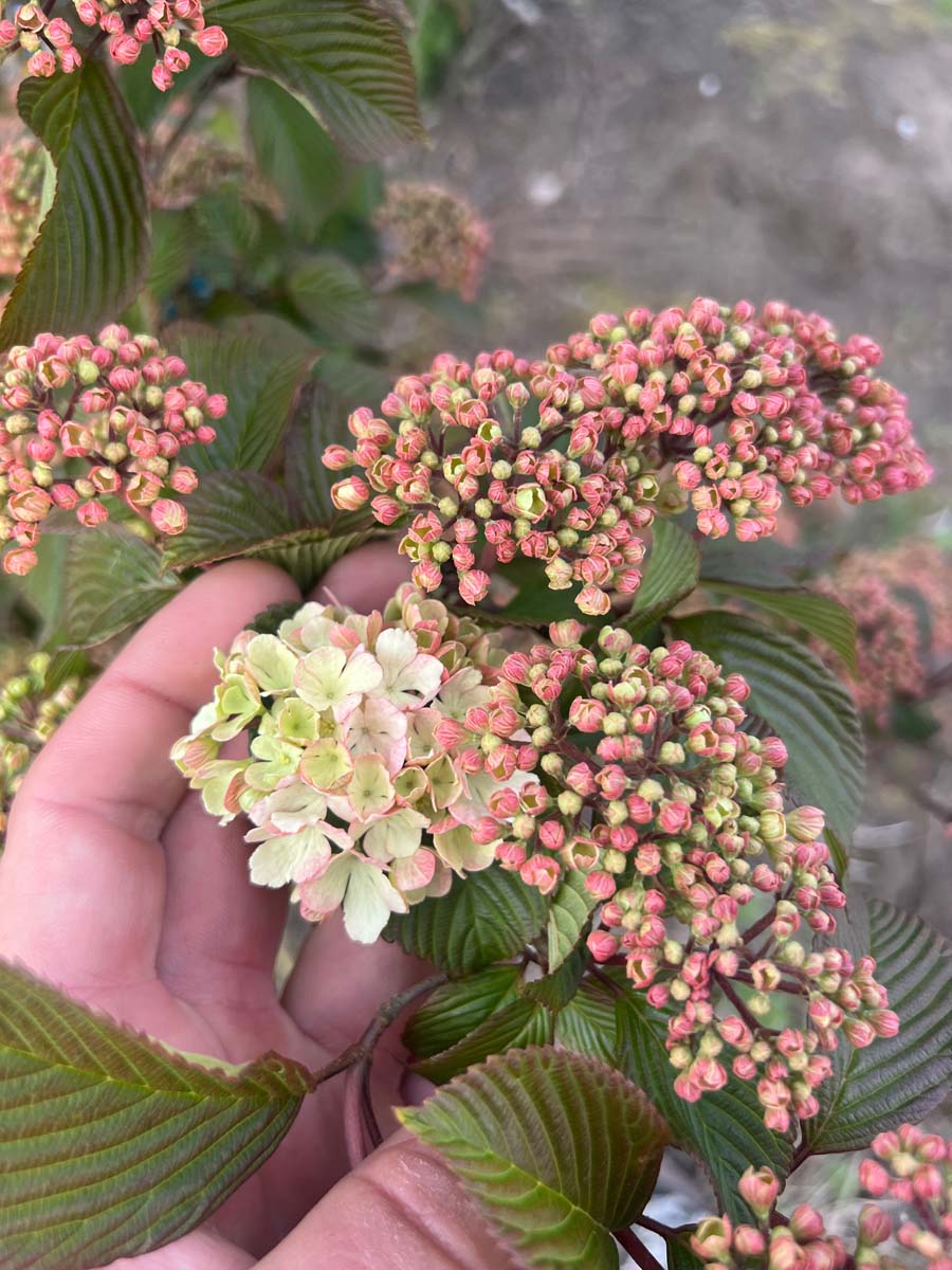 Viburnum plicatum 'Rowallane' Tuinplanten bloem