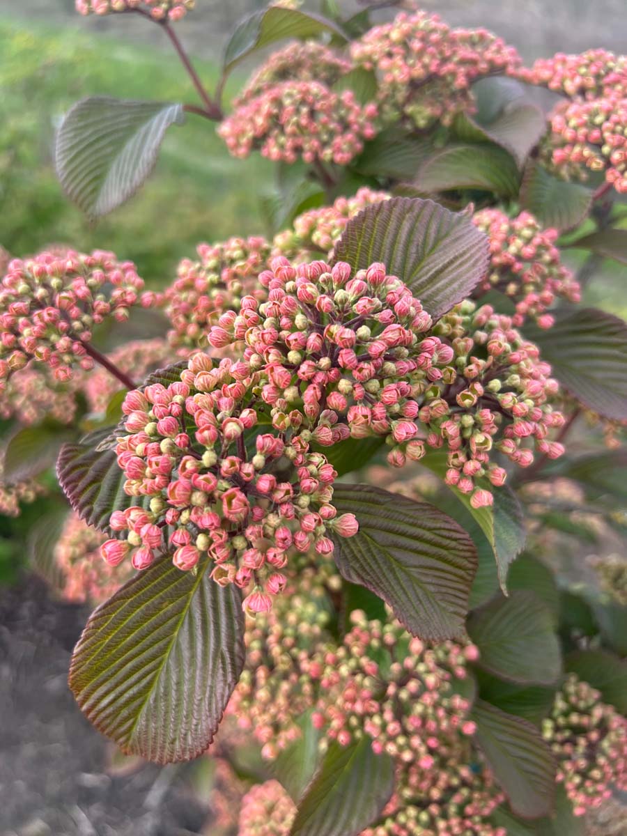 Viburnum plicatum 'Rowallane' meerstammig / struik bloesem