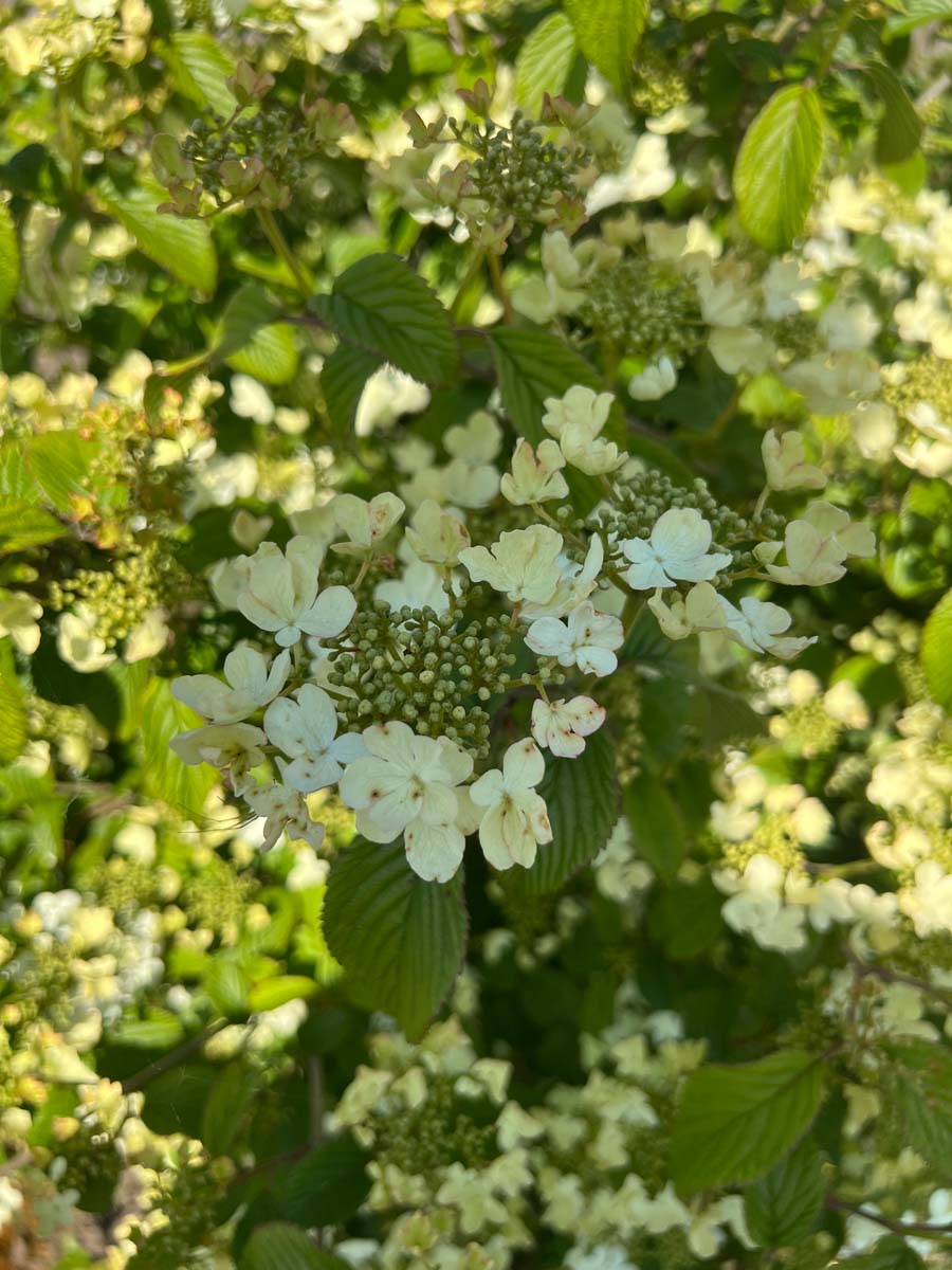 Viburnum plicatum 'Watanabe' op stam bloesem
