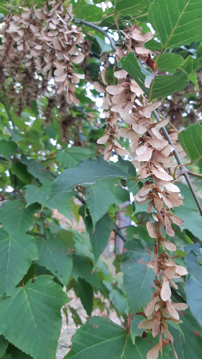 Acer capillipes op stam zaaddoos