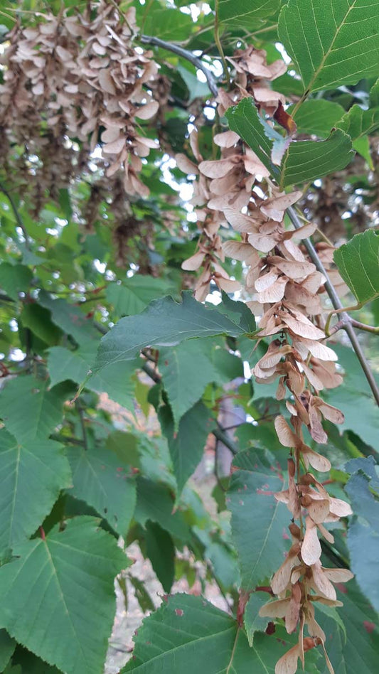 Acer capillipes op stam zaaddoos