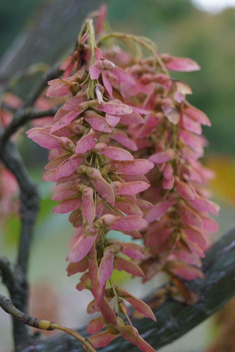 Acer capillipes op stam zaaddoos