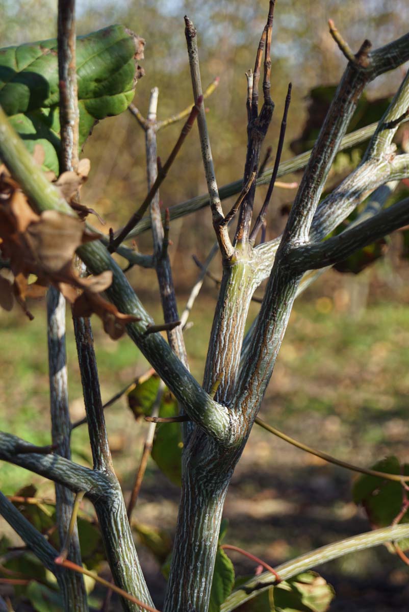 Acer capillipes solitair bast