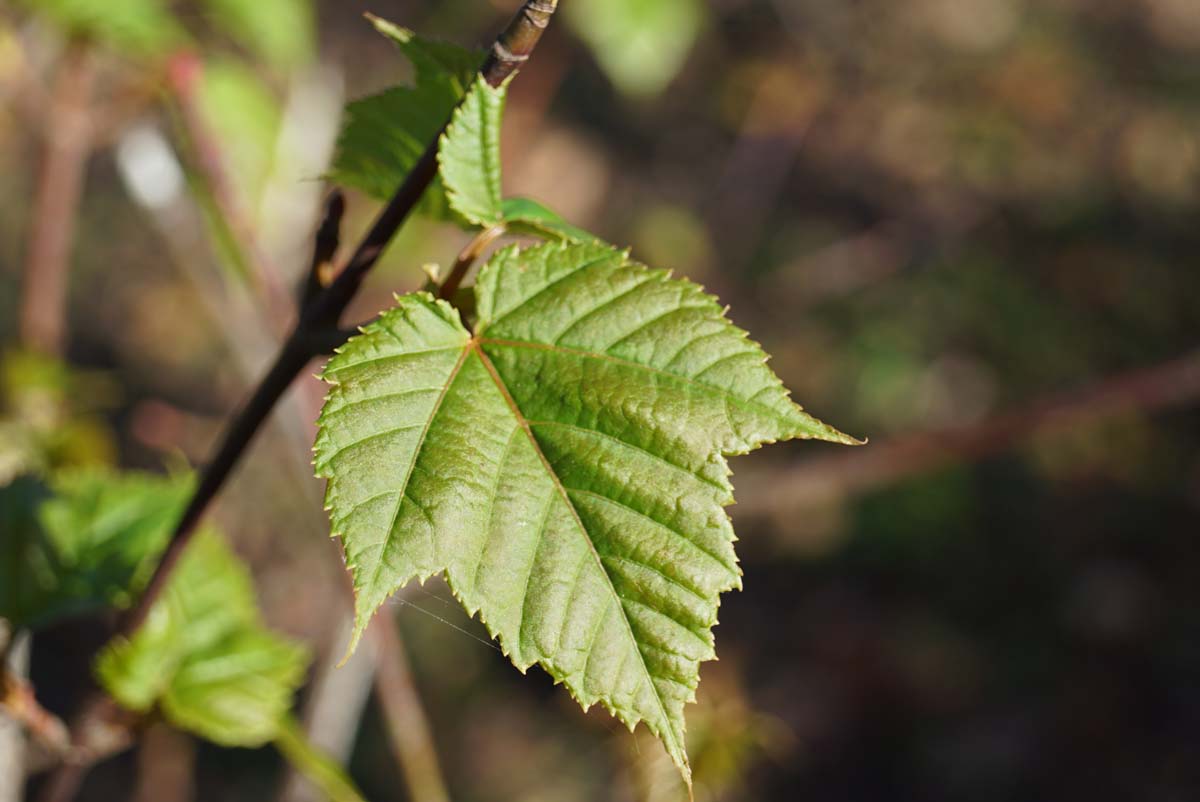 Acer capillipes op stam blad