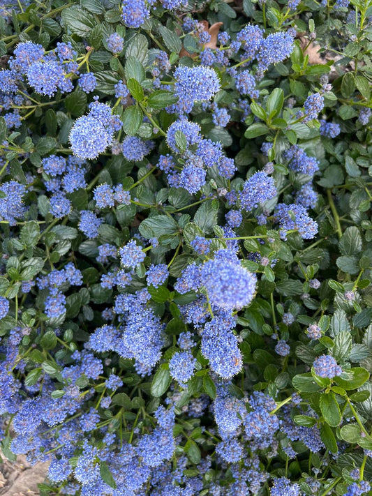 Ceanothus thyrsiflorus repens bloemen